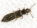 probable Carpelimus rivularis